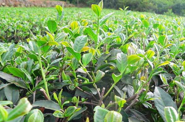 茶树栽植的茶籽直播和移栽技术