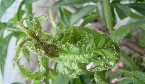 桃蚜的防治方法，桃蚜发生规律与危害状况
