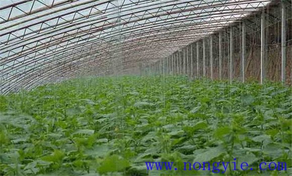 温室大棚黄瓜定植后管理技术步骤与要点