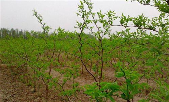 枣树苗几年结果 枣树苗的种植方法