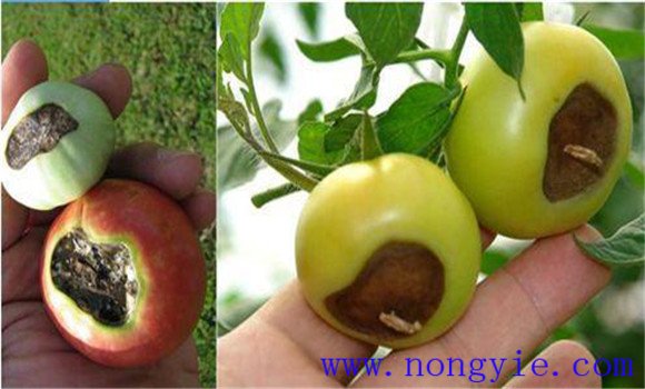 番茄筋腐果的类型 番茄筋腐病发病原因以及防治