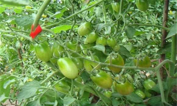 樱桃番茄怎么种 樱桃番茄的种植时间及栽培方法