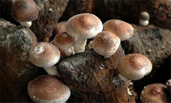 香菇栽培方式有哪些，其优缺点表现在哪些方面