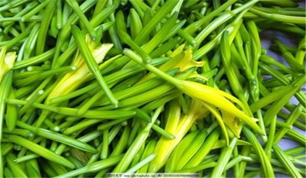 怎样栽培金针菜，金针菜种植方法