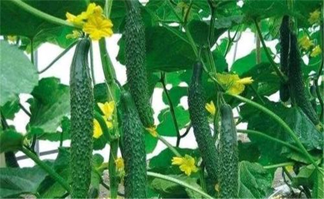 黄瓜生长周期有多长