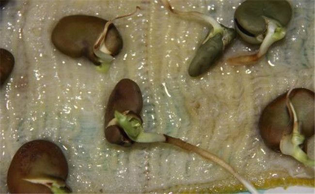 蚕豆种植时间是几月份 蚕豆种子发芽的环境条件