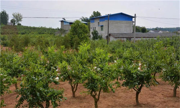 冬枣树种植方法，冬枣种植栽培的技术要点
