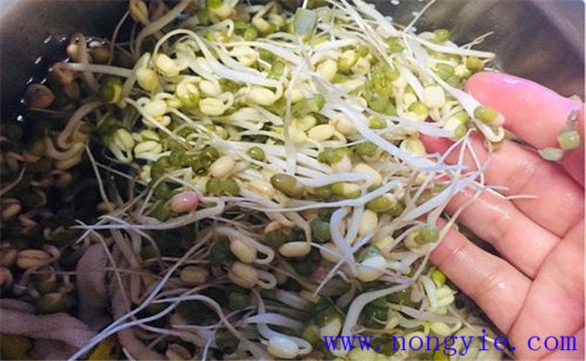 绿豆芽怎么种植 豆芽菜的种植方法及注意事项
