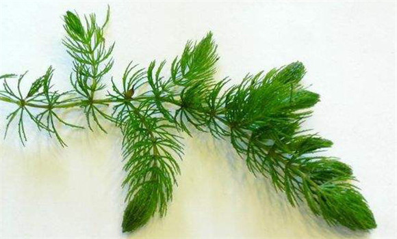金鱼藻是什么植物 金鱼藻的养殖方法