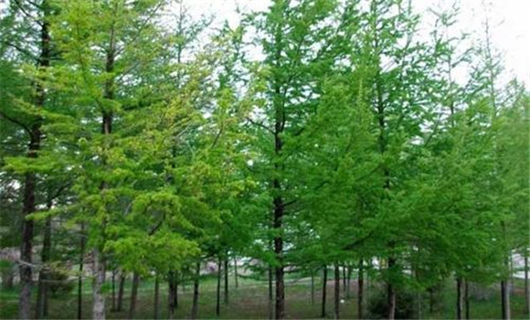 落叶松种植密度是多少 落叶松种植与管理要点