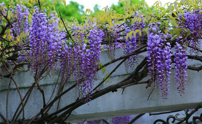 紫藤的生态习性与栽培管理要点