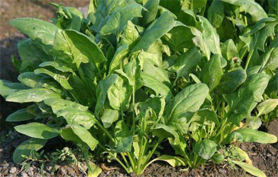 菠菜的品种类型与栽培技术要点