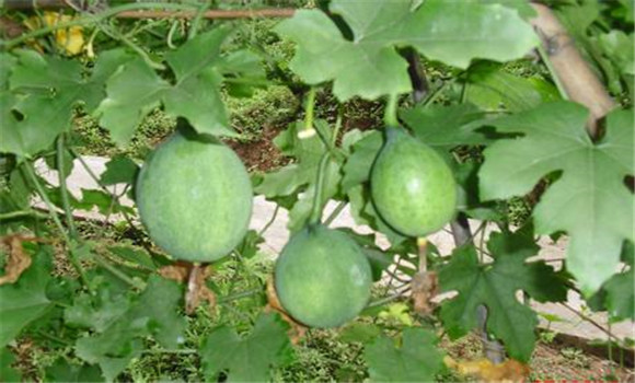 瓜蒌的种植方法和时间 瓜蒌栽培与管理技术