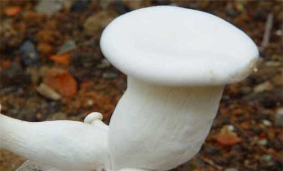 白灵菇如何种植 白灵菇的种植技术要点