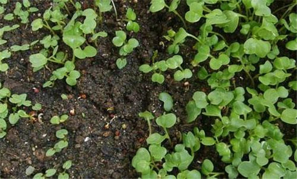 箭舌豌豆播种时间与方法
