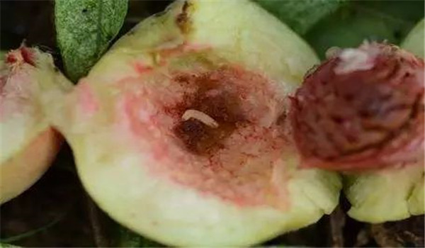 桃小食心虫的危害症状及防治方法