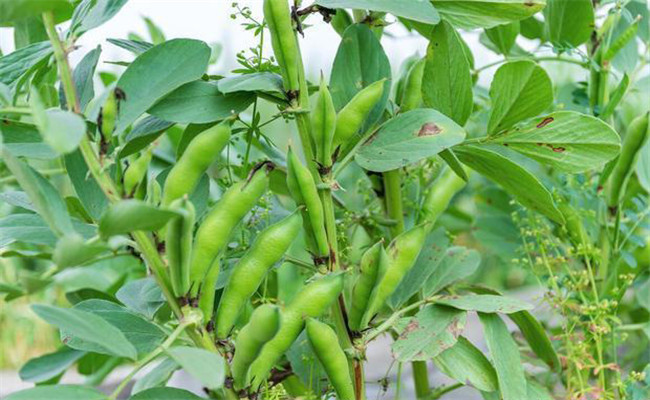 蚕豆生长期约多少天 蚕豆生长过程中的注意事项
