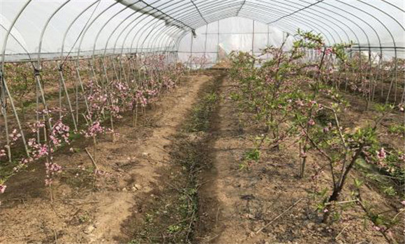 水蜜桃大棚种植技术