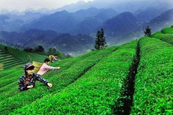 怎样使茶叶优质高产 茶叶优质高产栽培技术简介