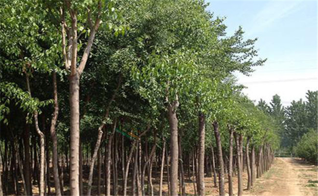 丝棉木树生长特点及养护 丝棉木园林用途
