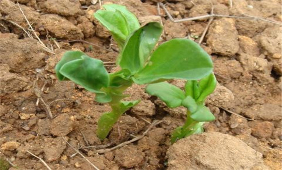 蚕豆种植条件与种植方法