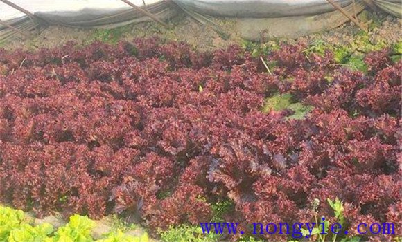 紫叶生菜对环境的要求