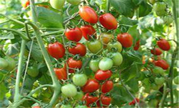 温室种植樱桃番茄怎么增产