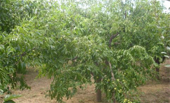 冬枣树形主要有哪四种