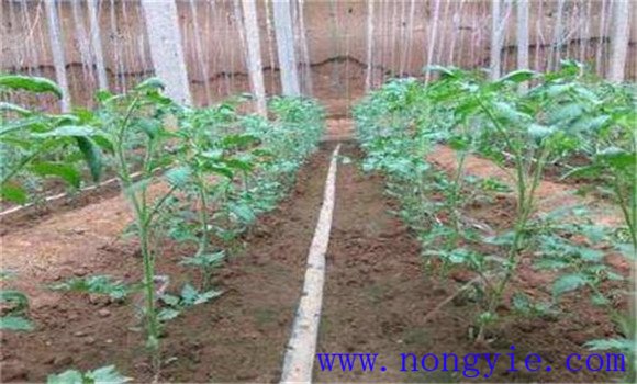 西红柿需肥规律 西红柿施肥技术与用量标准