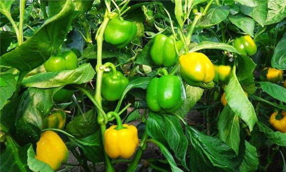 甜椒种植时间 早熟甜椒种植与管理技术