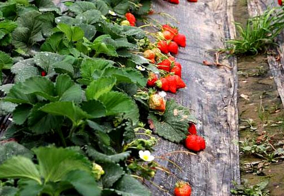 怎样种植草莓苗 草莓苗培育方法与技巧