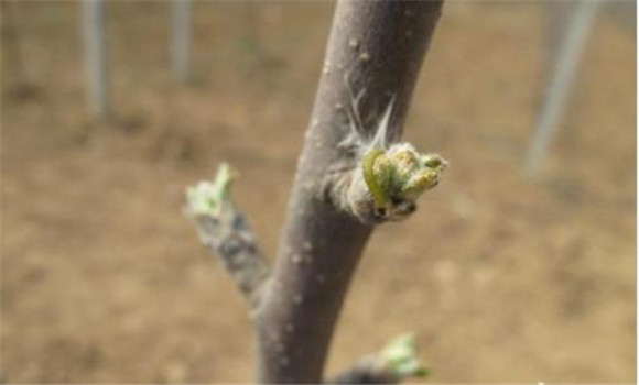 苹果树几月份萌芽 苹果萌芽前后病虫害防治方法