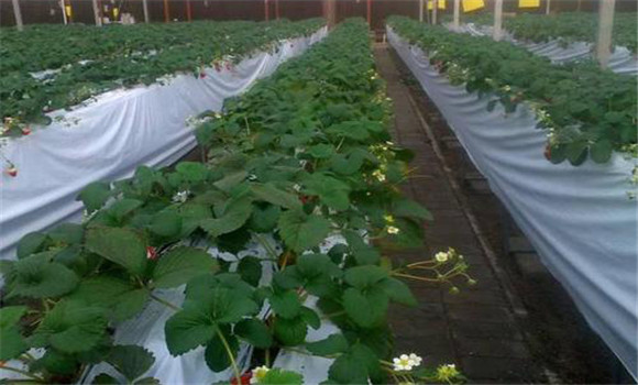 保护地草莓的促成栽培和半促成栽培方式简介