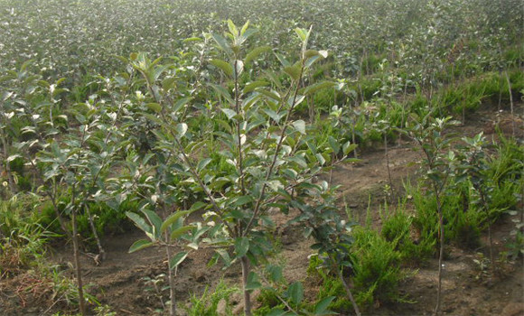 苹果树实生苗几年结果 苹果树实生苗播种方法