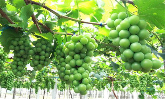 葡萄栽培管理技术三要点及其注意事项