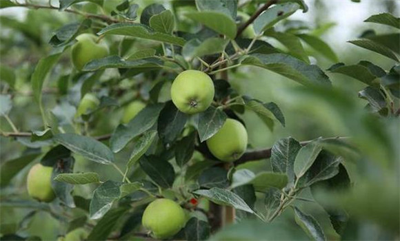 苹果坐果率低原因是什么 苹果树坐果率低怎么办