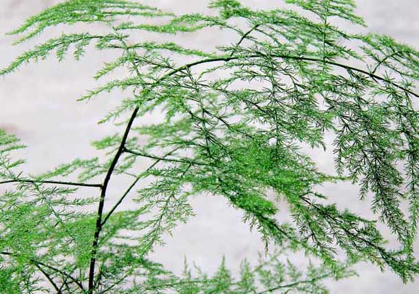 文竹的生长习性和繁殖技术