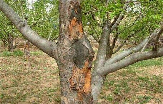 果树受机械损伤或遭灾害而留下创伤后如何补救