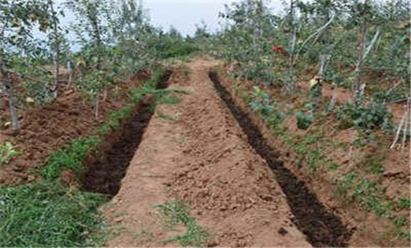 苹果基肥什么时间施 苹果树秋施基肥的方法