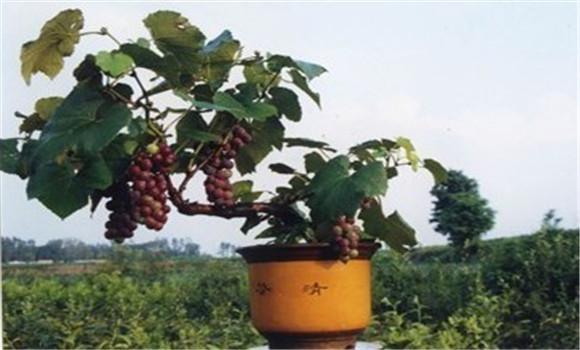 盆栽葡萄的管理技术须知
