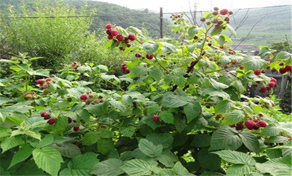树莓种植方法 树莓栽培与种植技术