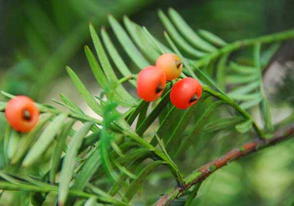 红豆杉-有关红豆杉的知识