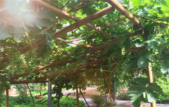 适于庭院栽植的葡萄架式有几种？