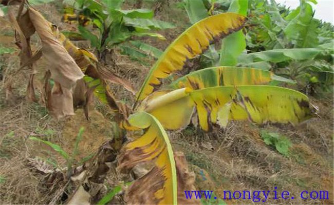 香蕉黄叶病有哪些症状，如何防治香蕉黄叶病？