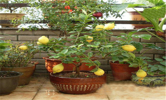盆栽柠檬落果怎么办，盆栽柠檬的养殖方法