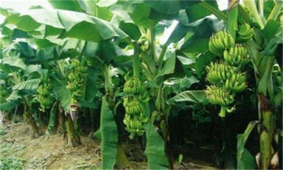 香蕉种植到收成几个月