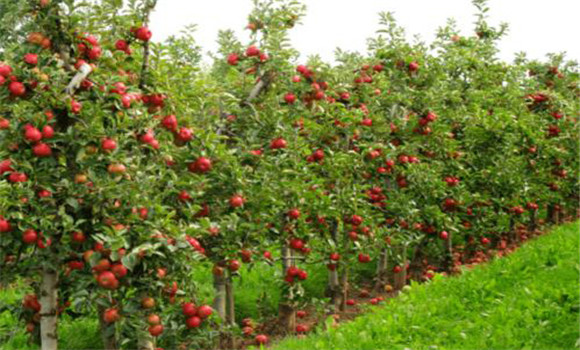 苹果矮化栽培技术的优点是什么、有哪些好处