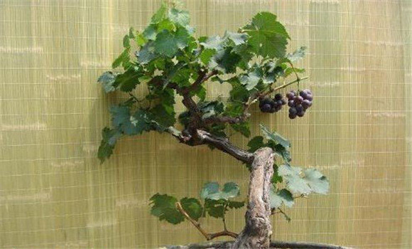 家庭盆栽葡萄种植方法