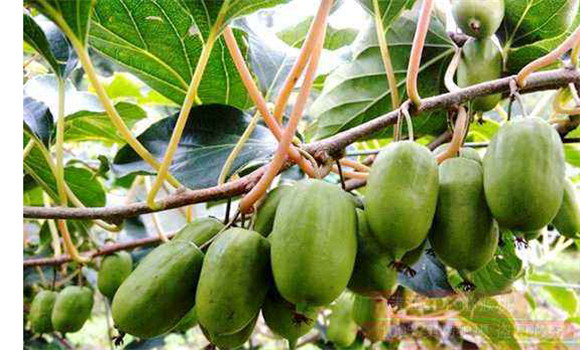 软枣猕猴桃栽培技术