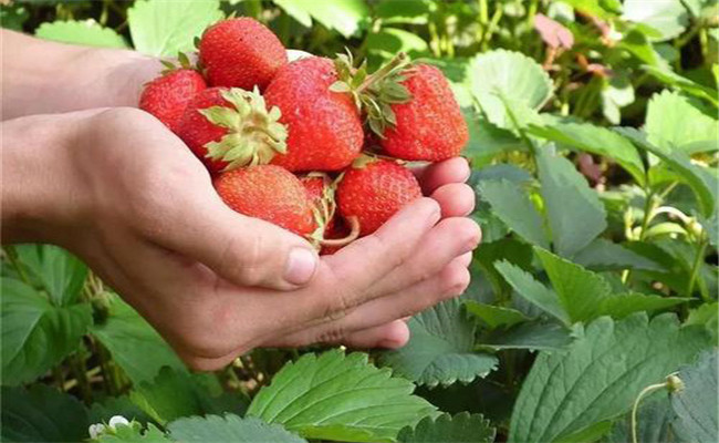 越秀草莓简介，越秀草莓品种的具体表现